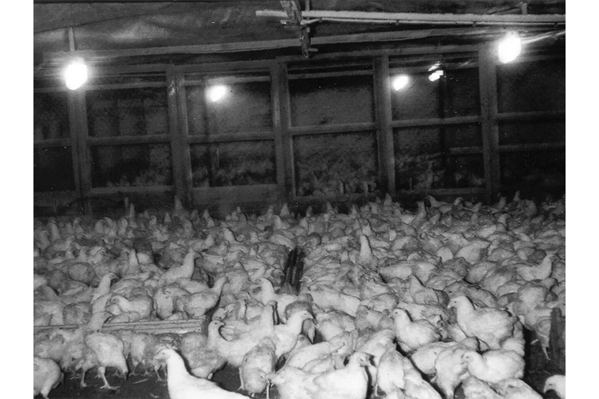 Ein Arbeiter in der unterirdischen Mastanlage schiebt einen Wagen mit lebendigen Hühnern