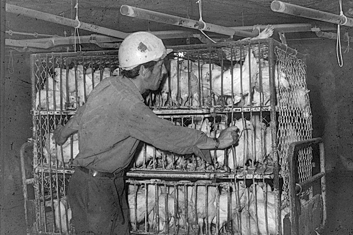Ein Arbeiter in der unterirdischen Mastanlage schiebt einen Wagen mit lebendigen Hühnern